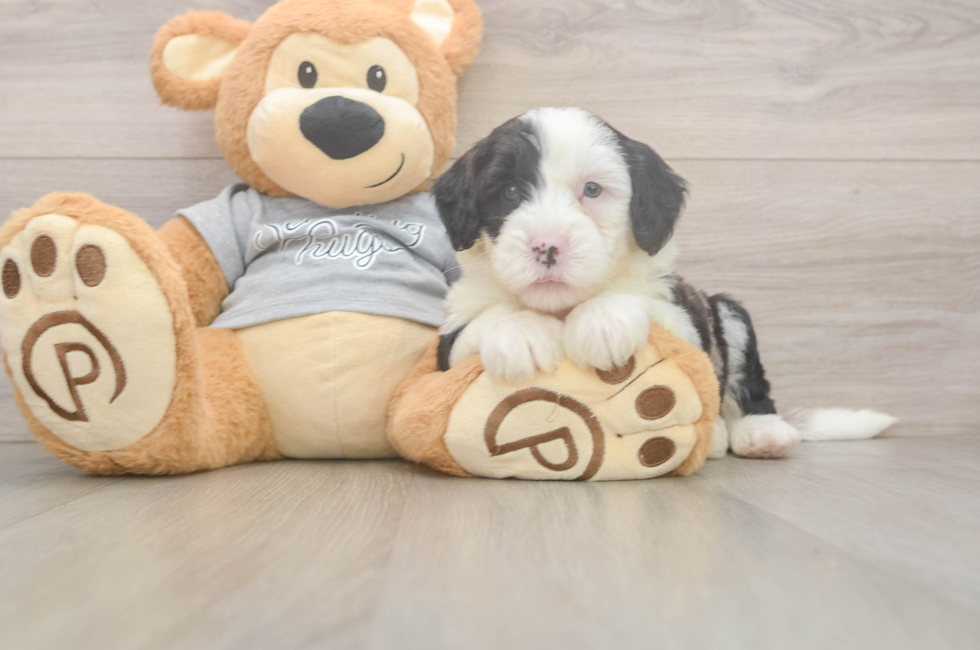 5 week old Mini Sheepadoodle Puppy For Sale - Lone Star Pups