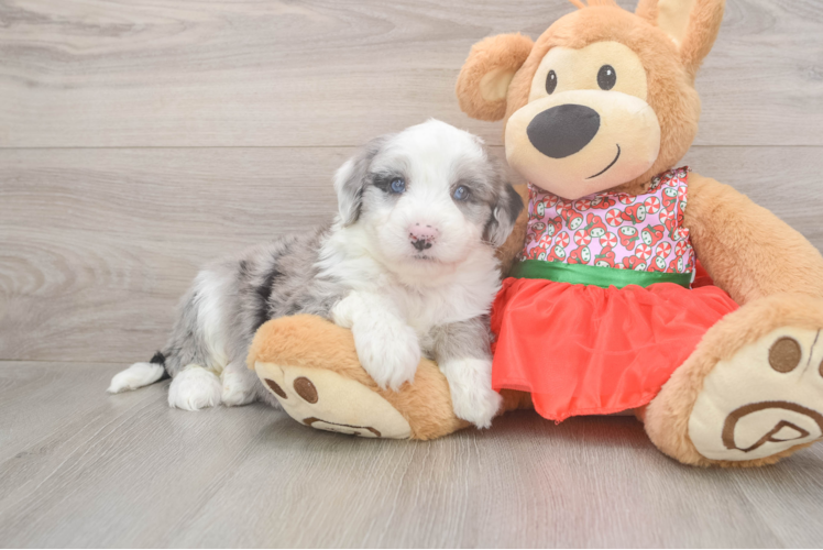 Mini Sheepadoodle Puppy for Adoption