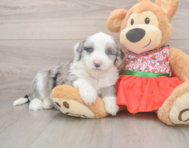 5 week old Mini Sheepadoodle Puppy For Sale - Lone Star Pups