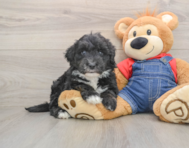 5 week old Mini Sheepadoodle Puppy For Sale - Lone Star Pups