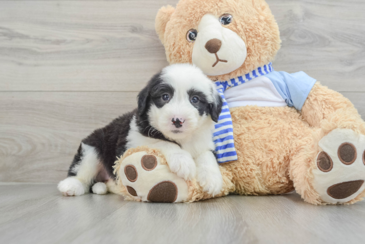 Little Sheeppoo Poodle Mix Puppy