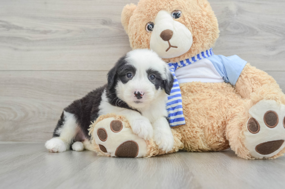 7 week old Mini Sheepadoodle Puppy For Sale - Lone Star Pups