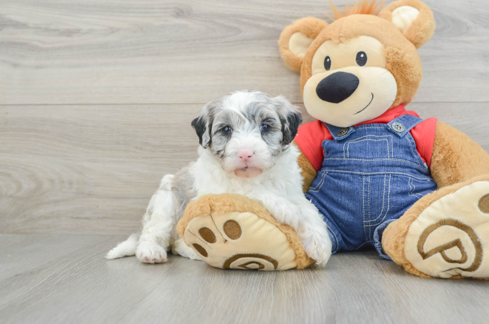 8 week old Mini Sheepadoodle Puppy For Sale - Lone Star Pups