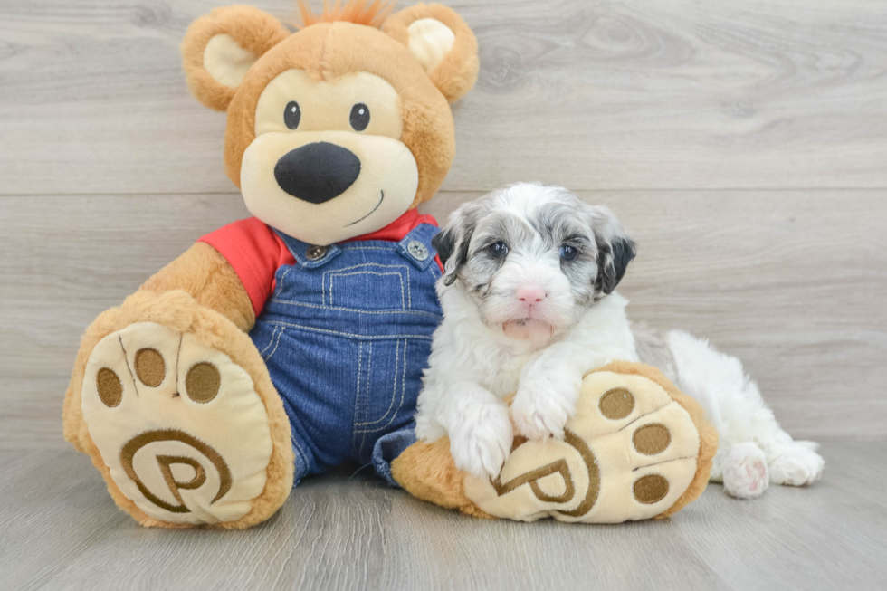 Best Mini Sheepadoodle Baby