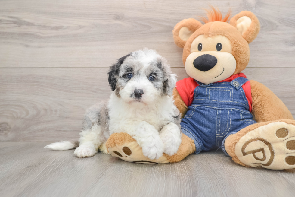Mini Sheepadoodle Puppy for Adoption