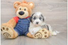 Hypoallergenic Sheep a Poo Poodle Mix Puppy