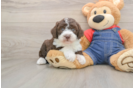 Best Mini Sheepadoodle Baby