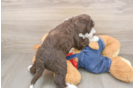Cute Mini Sheepadoodle Baby