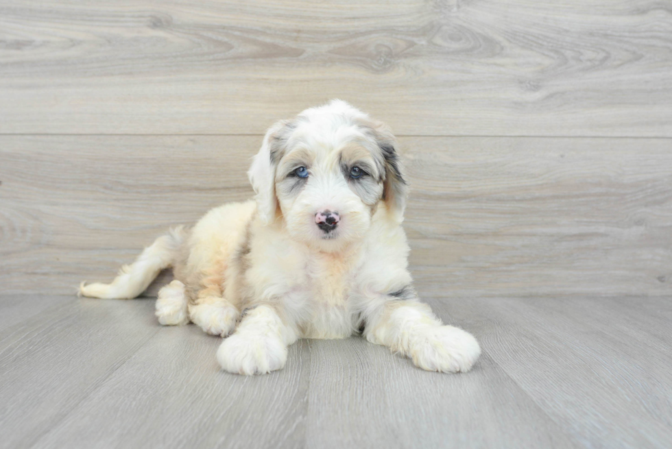 Mini Sheepadoodle Pup Being Cute