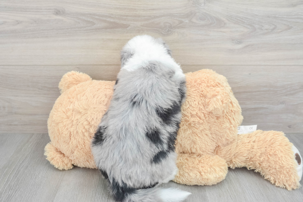 Best Mini Sheepadoodle Baby
