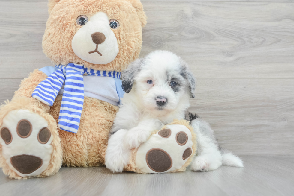 Mini Sheepadoodle Puppy for Adoption