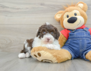 6 week old Mini Sheepadoodle Puppy For Sale - Lone Star Pups