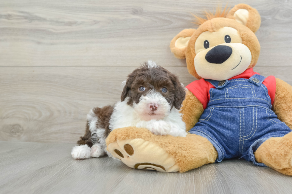 5 week old Mini Sheepadoodle Puppy For Sale - Lone Star Pups