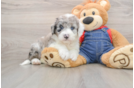 Popular Mini Sheepadoodle Poodle Mix Pup