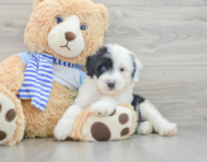 7 week old Mini Sheepadoodle Puppy For Sale - Lone Star Pups