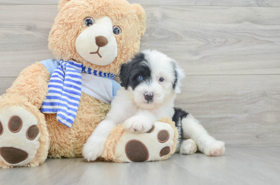 7 week old Mini Sheepadoodle Puppy For Sale - Lone Star Pups