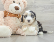 7 week old Mini Sheepadoodle Puppy For Sale - Lone Star Pups