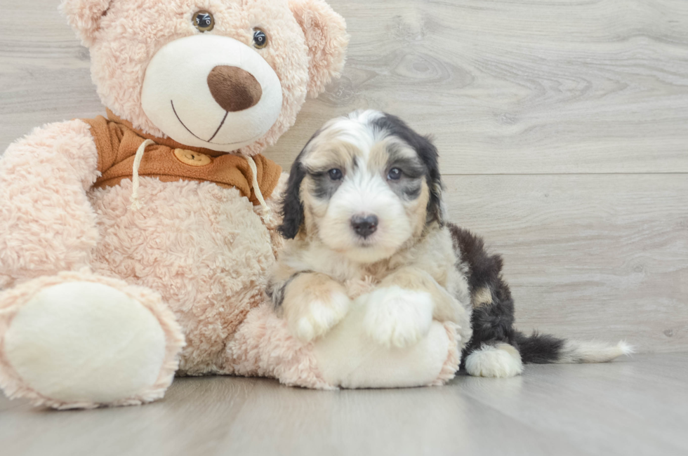 7 week old Mini Sheepadoodle Puppy For Sale - Lone Star Pups