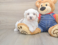 5 week old Mini Sheepadoodle Puppy For Sale - Lone Star Pups
