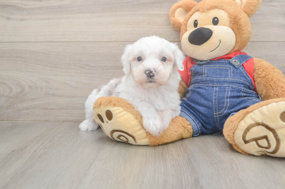 5 week old Mini Sheepadoodle Puppy For Sale - Lone Star Pups