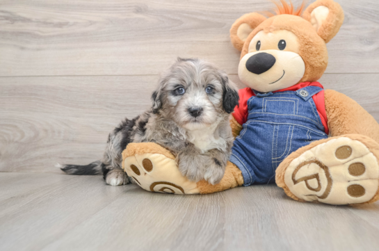 Mini Sheepadoodle Puppy for Adoption