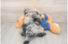 Small Mini Sheepadoodle Baby
