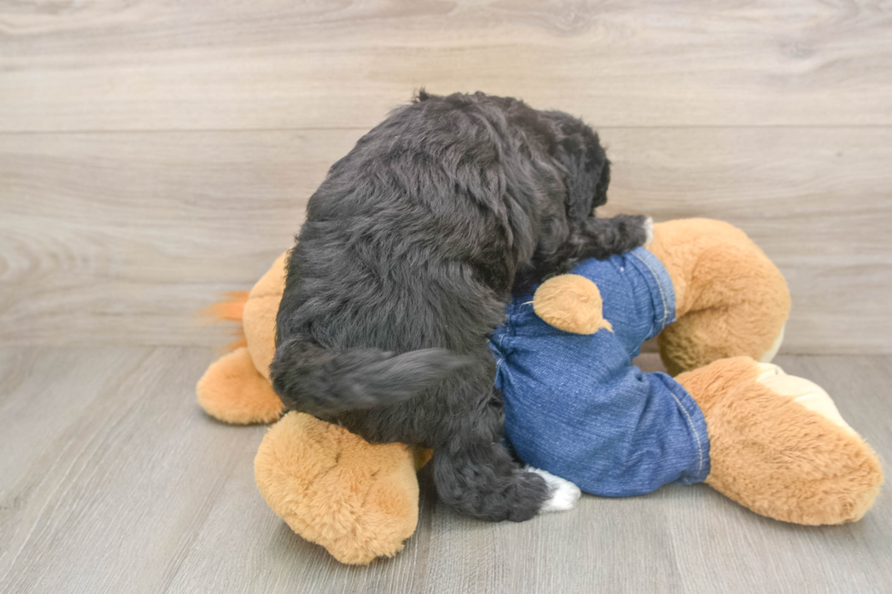 Playful Sheep a Poo Poodle Mix Puppy