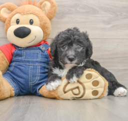 5 week old Mini Sheepadoodle Puppy For Sale - Lone Star Pups