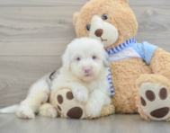 7 week old Mini Sheepadoodle Puppy For Sale - Lone Star Pups