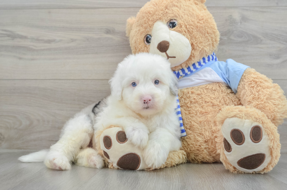 7 week old Mini Sheepadoodle Puppy For Sale - Lone Star Pups