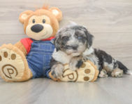 6 week old Mini Sheepadoodle Puppy For Sale - Lone Star Pups