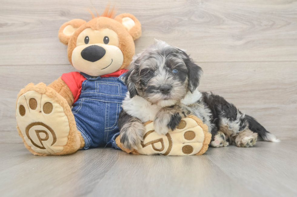 6 week old Mini Sheepadoodle Puppy For Sale - Lone Star Pups