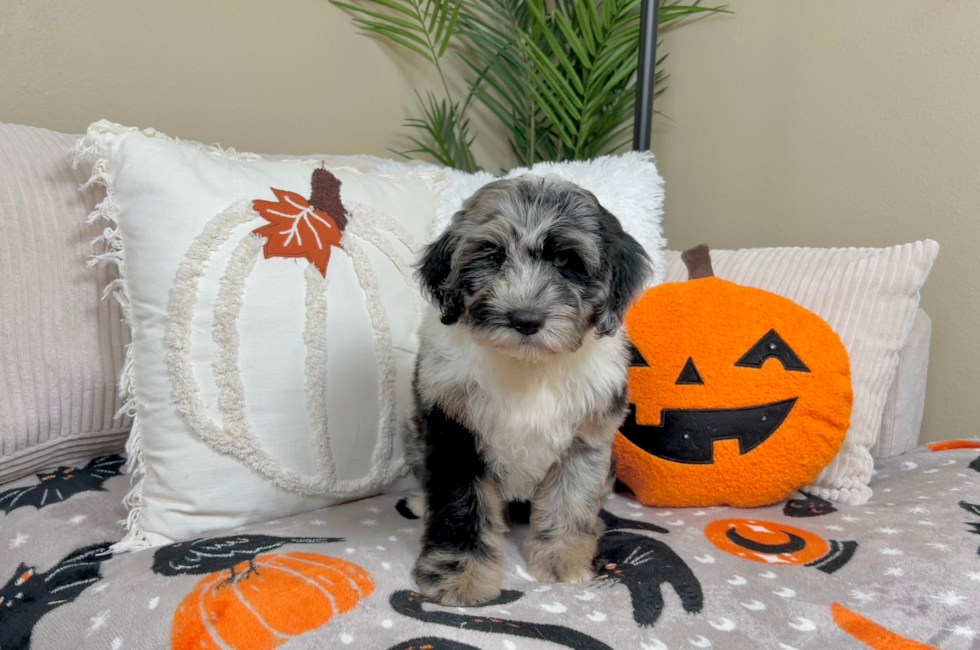 9 week old Mini Sheepadoodle Puppy For Sale - Lone Star Pups