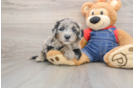 Smart Mini Sheepadoodle Poodle Mix Pup