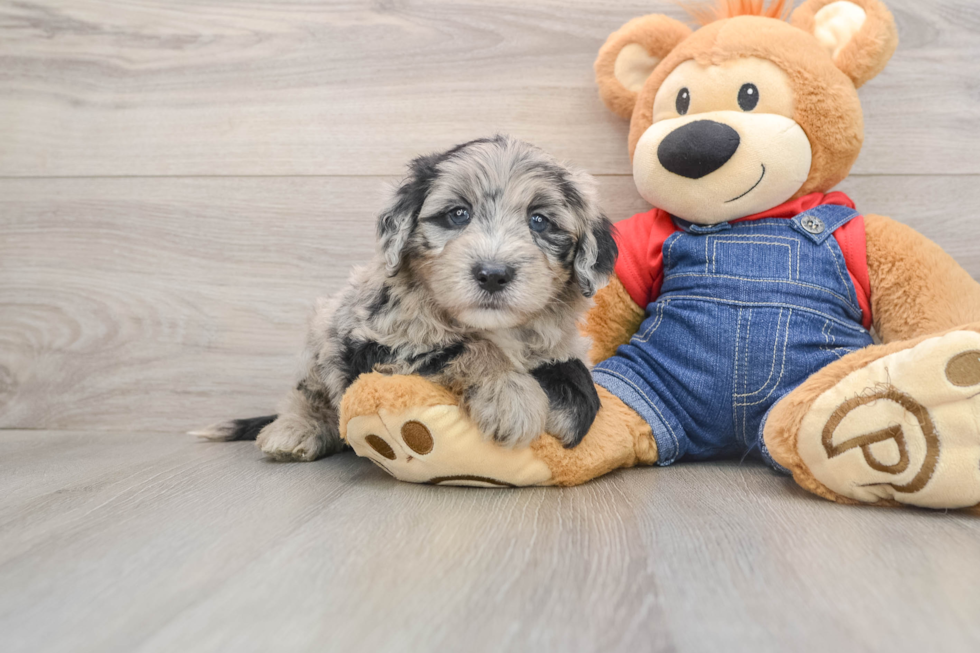 Smart Mini Sheepadoodle Poodle Mix Pup