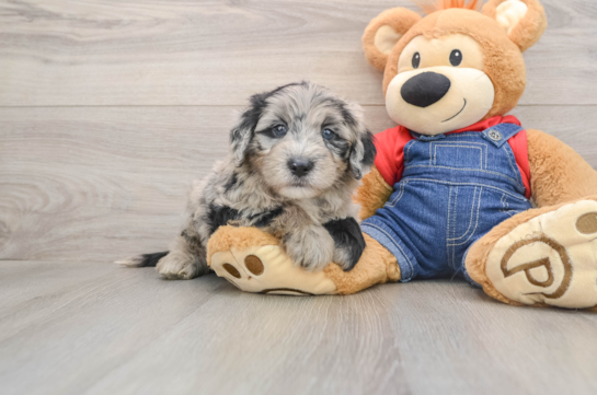 Smart Mini Sheepadoodle Poodle Mix Pup