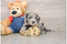 Best Mini Sheepadoodle Baby
