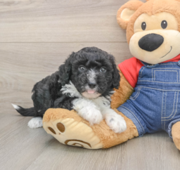 5 week old Mini Sheepadoodle Puppy For Sale - Lone Star Pups