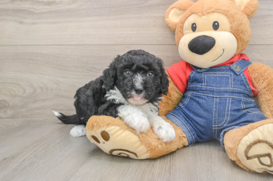 Happy Mini Sheepadoodle Baby