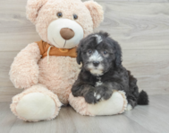 7 week old Mini Sheepadoodle Puppy For Sale - Lone Star Pups