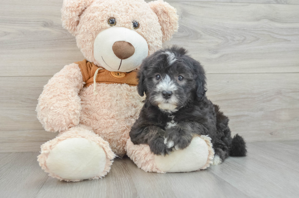 7 week old Mini Sheepadoodle Puppy For Sale - Lone Star Pups