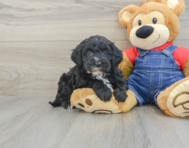 8 week old Mini Sheepadoodle Puppy For Sale - Lone Star Pups