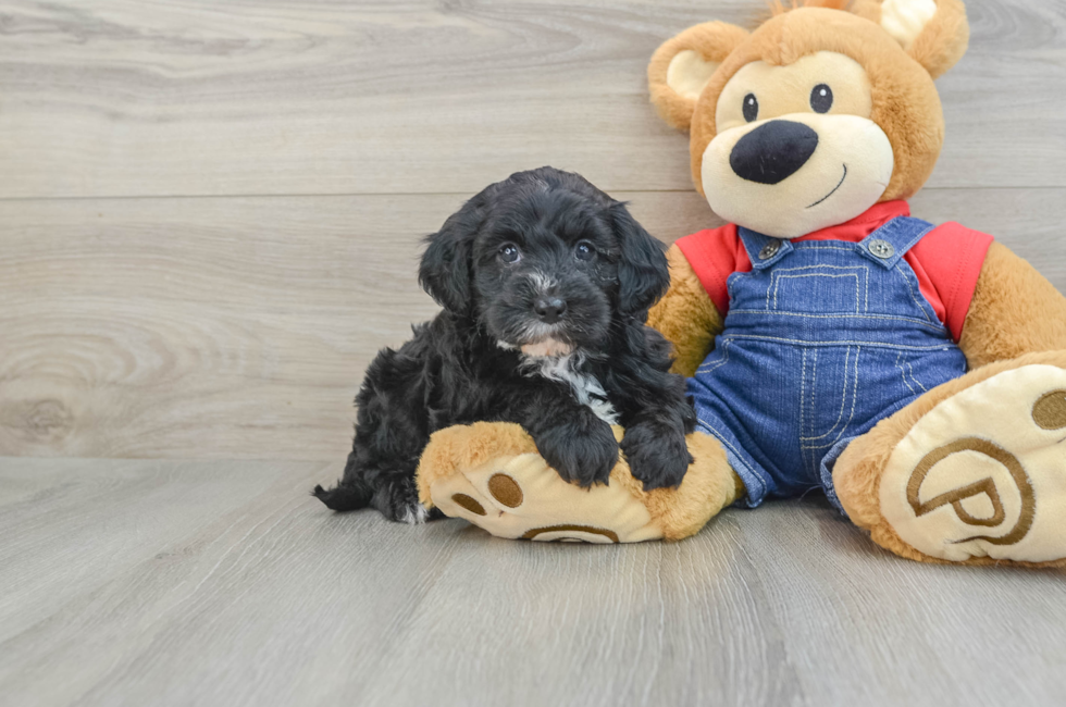 8 week old Mini Sheepadoodle Puppy For Sale - Lone Star Pups