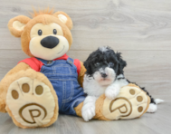 6 week old Mini Sheepadoodle Puppy For Sale - Lone Star Pups