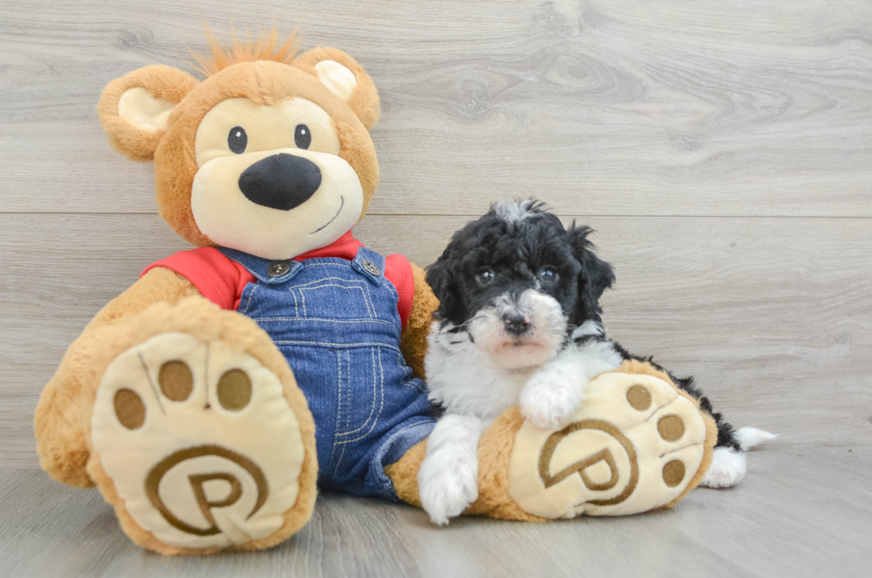 5 week old Mini Sheepadoodle Puppy For Sale - Lone Star Pups