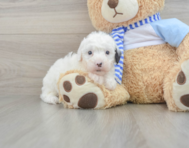 6 week old Mini Sheepadoodle Puppy For Sale - Lone Star Pups