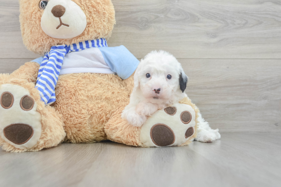 Best Mini Sheepadoodle Baby