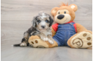 Mini Sheepadoodle Puppy for Adoption