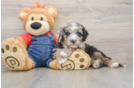 Fluffy Mini Sheepadoodle Poodle Mix Pup