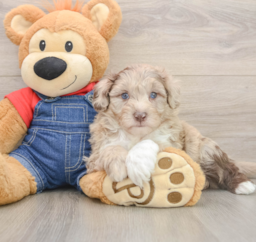 5 week old Mini Sheepadoodle Puppy For Sale - Lone Star Pups